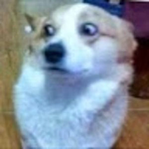 Meet your Posher, Tayra